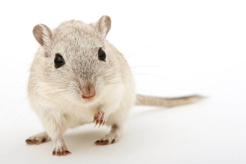 Científicos han observado en el cerebro de ratones anestesiados la consolidación selectiva de la memoria