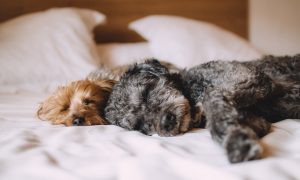 Según un estudio, las mujeres prefieren dormir con sus perros que con sus parejas