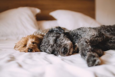Las mujeres prefieren dormir con sus perros que con sus parejas